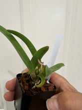 Load image into Gallery viewer, Rhynchostylis glauca (s)
