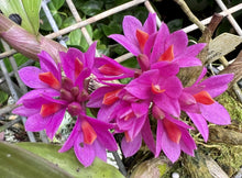 Load image into Gallery viewer, Dendrobium Hibiki
