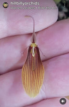 Load image into Gallery viewer, Restrepia brachypus
