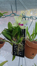 Load image into Gallery viewer, Cattleya Jairak Cute
