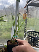Load image into Gallery viewer, Cattleya (Laelia) lundii
