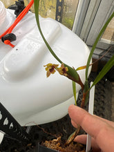 Load image into Gallery viewer, Maxillaria costaricensis
