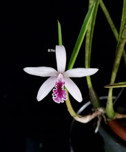 Load image into Gallery viewer, Cattleya (Laelia) lundii
