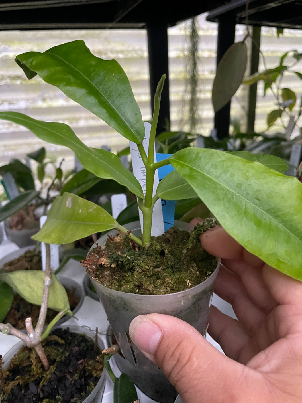 Hoya imperialis