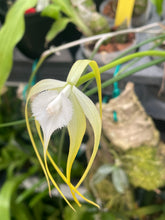 Load image into Gallery viewer, Brassavola cuculata
