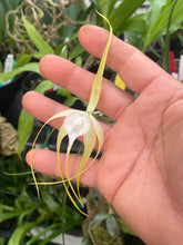 Load image into Gallery viewer, Brassavola cuculata
