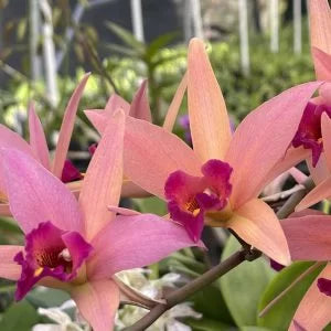 Lc. Santa Barbara Sunset ‘Showtime’ HCC/AOS