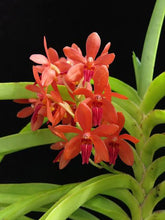Load image into Gallery viewer, Vanda Rumrill
