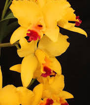 Load image into Gallery viewer, Blc. Tokyo Magic
