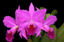 Load image into Gallery viewer, C. labiata (near blooming size)
