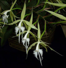 Load image into Gallery viewer, Epidendrum ciliare
