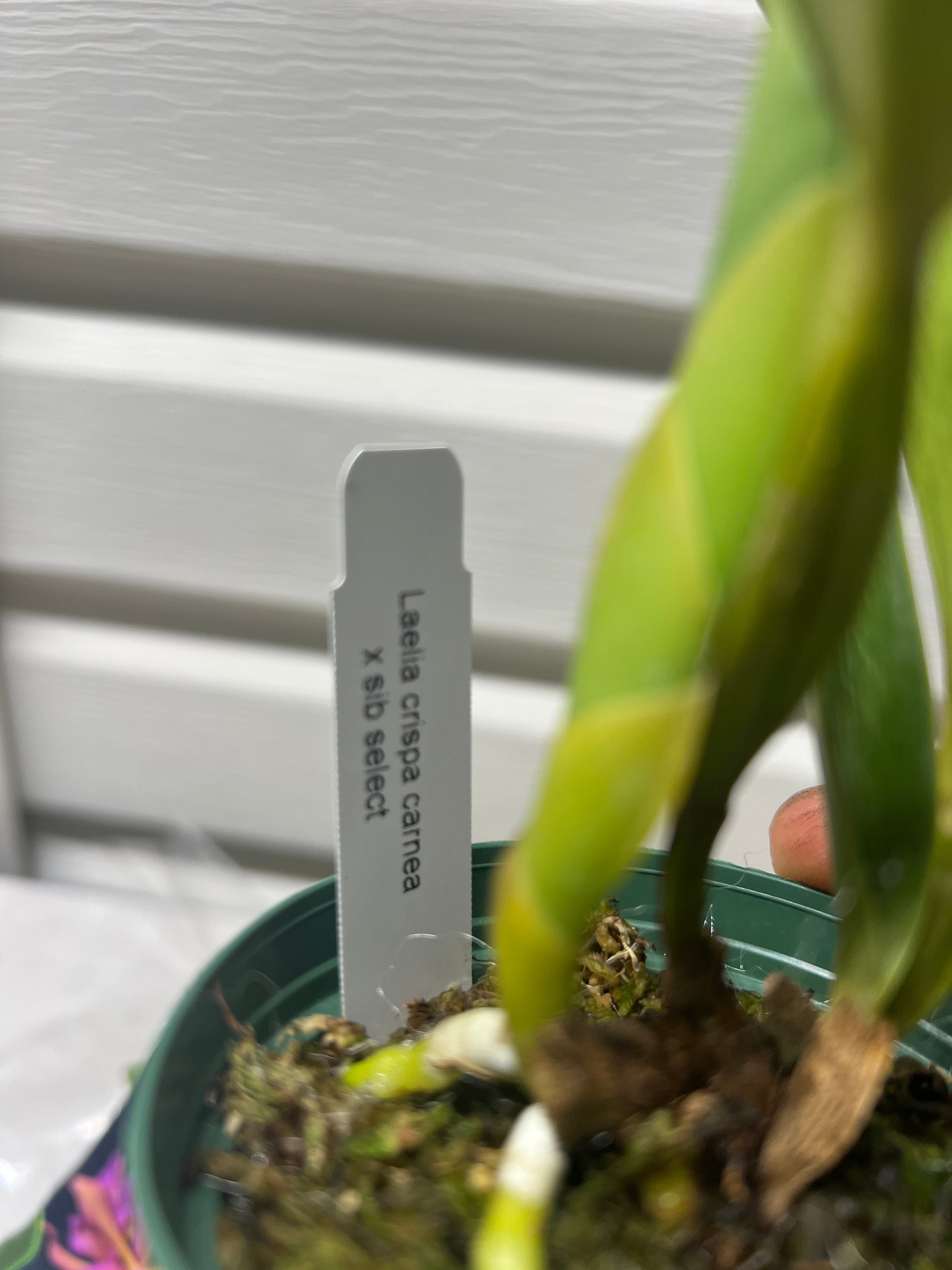 Cattleya Alliance Species – Tagged 