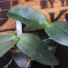 Load image into Gallery viewer, Phal. gigantea (NBS)
