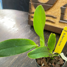 Load image into Gallery viewer, Blc. Robert’s Choice ‘Dee’ (Young Plant)
