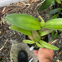 Load image into Gallery viewer, C. (Guarianthe) bowringiana
