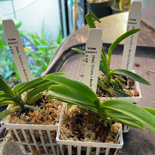 Load image into Gallery viewer, Neo. falcata x Ascda. Suksarum Sunlight
