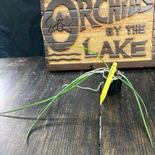 Load image into Gallery viewer, Brassavola perrinii
