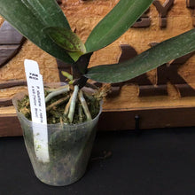 Load image into Gallery viewer, Phal. stuartiana v. nobilis (Yellow) (BS)

