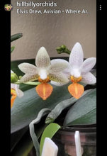 Load image into Gallery viewer, Phal. Mini Mark
