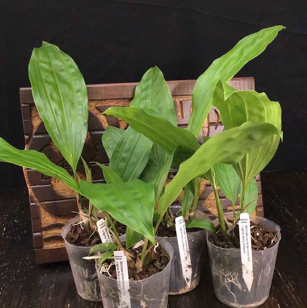 Stan. reichenbachiana x tigrina
