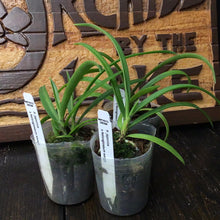 Load image into Gallery viewer, Phal. japonica x Holcoglossum wangii
