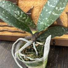 Load image into Gallery viewer, Phalaenopsis schilleriana
