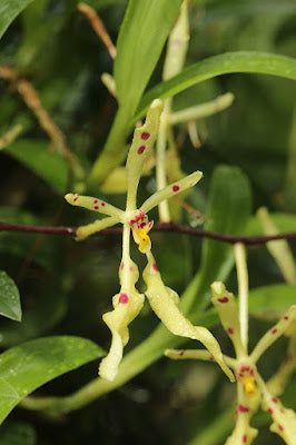 Renanthera citrina (NBS)
