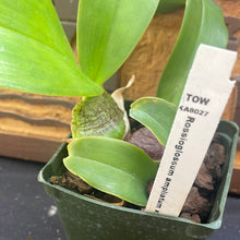Load image into Gallery viewer, Rossioglossum ampliatum
