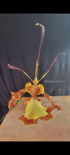 Load image into Gallery viewer, Psychopsis (Oncidium) Mendenhall ‘Hildos’ FCC/AOS (S)
