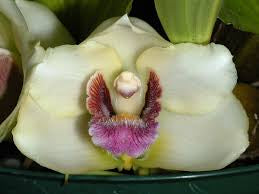 Bifrenaria harrisoniae