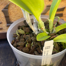 Load image into Gallery viewer, Cattleya maxima var. coerulea (NBS)
