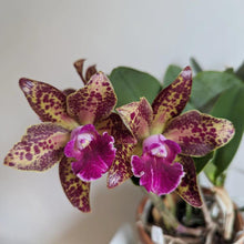 Load image into Gallery viewer, Rlc. Waianae Leopard ‘Ching Hua’ (NBS)
