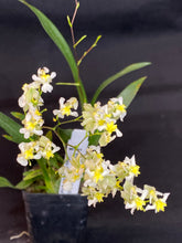 Load image into Gallery viewer, Oncidium Twinkle ‘Fantasy’ (S)
