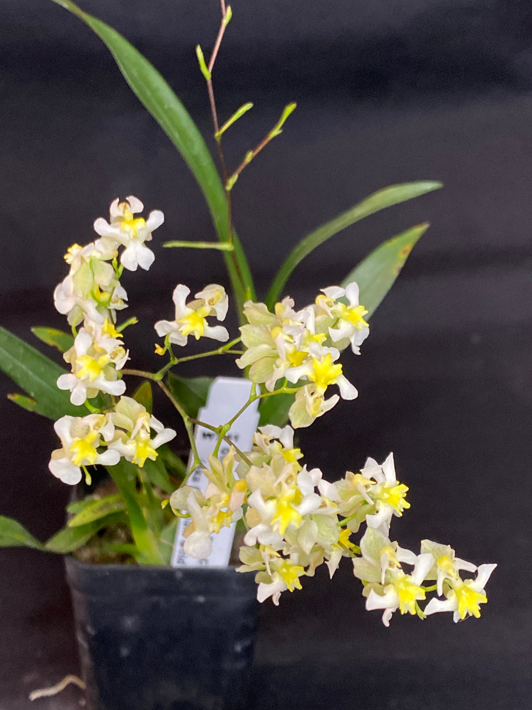 Oncidium Twinkle ‘Fantasy’ (S)