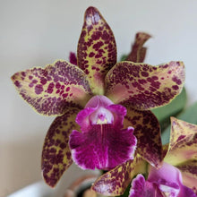 Load image into Gallery viewer, Rlc. Waianae Leopard ‘Ching Hua’ (NBS)
