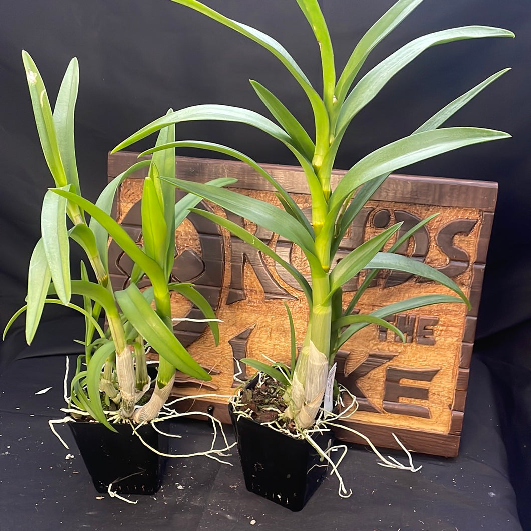 Den. Blue Twinkle