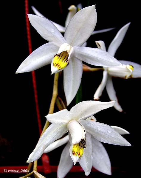 Coelogyne kaliana