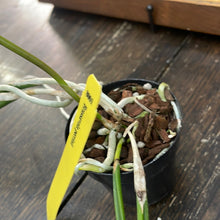 Load image into Gallery viewer, Brassavola perrinii
