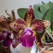 Load image into Gallery viewer, Rlc. Waianae Leopard ‘Ching Hua’ (NBS)
