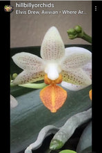Load image into Gallery viewer, Phal. Mini Mark
