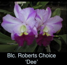 Load image into Gallery viewer, Blc. Robert’s Choice ‘Dee’ (Young Plant)
