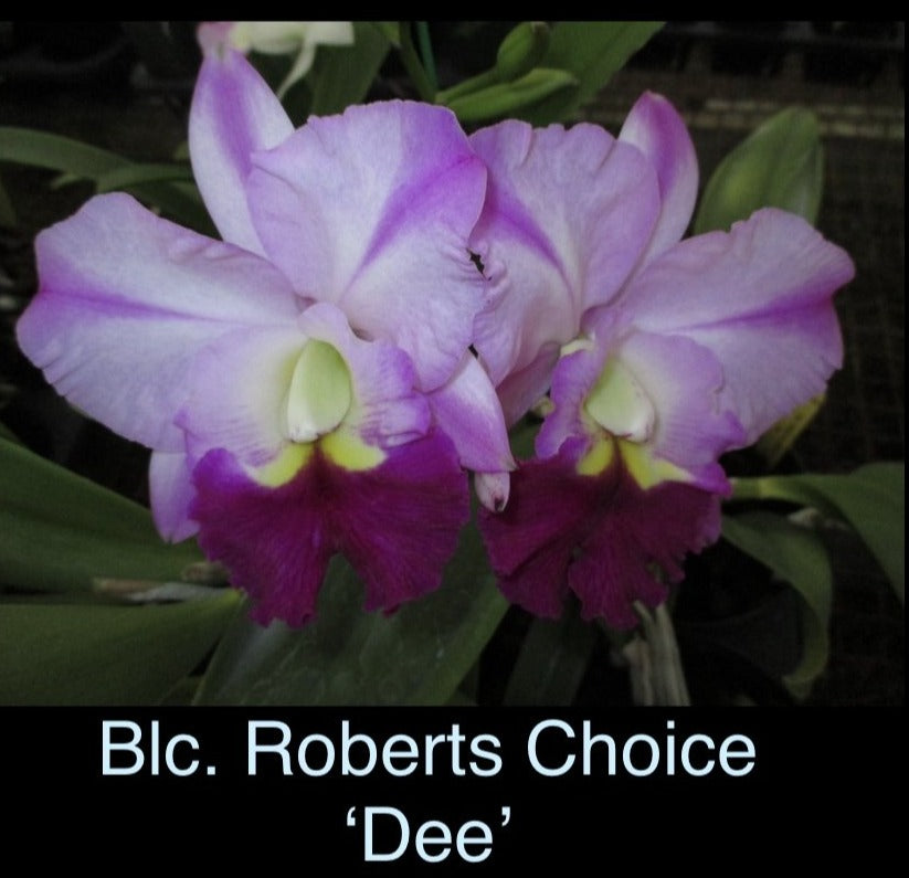 Blc. Robert’s Choice ‘Dee’ (Young Plant)