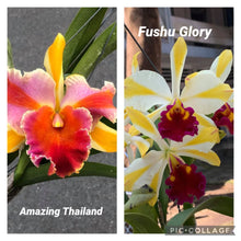 Load image into Gallery viewer, Rth. Fu Shu Glory x Amazing Thailand ‘Rainbow’, Seedlings
