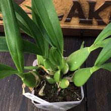 Load image into Gallery viewer, Prosthechea trulla

