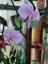 Load image into Gallery viewer, Phalaenopsis schilleriana

