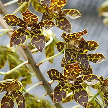 Load image into Gallery viewer, Gram. Crownfox Leopard ‘Panthera’ (Seedling)
