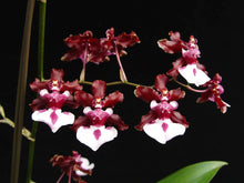 Load image into Gallery viewer, Oncidium Sharry Baby (S)

