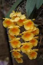 Load image into Gallery viewer, Dendrobium jenkinsii, Blooming Size
