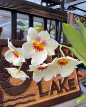 Load image into Gallery viewer, Miltoniopsis Andrea West
