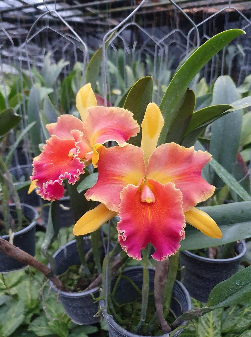 Rlc. Amazing Thailand ‘Rainbow’ – Orchids by the Lake